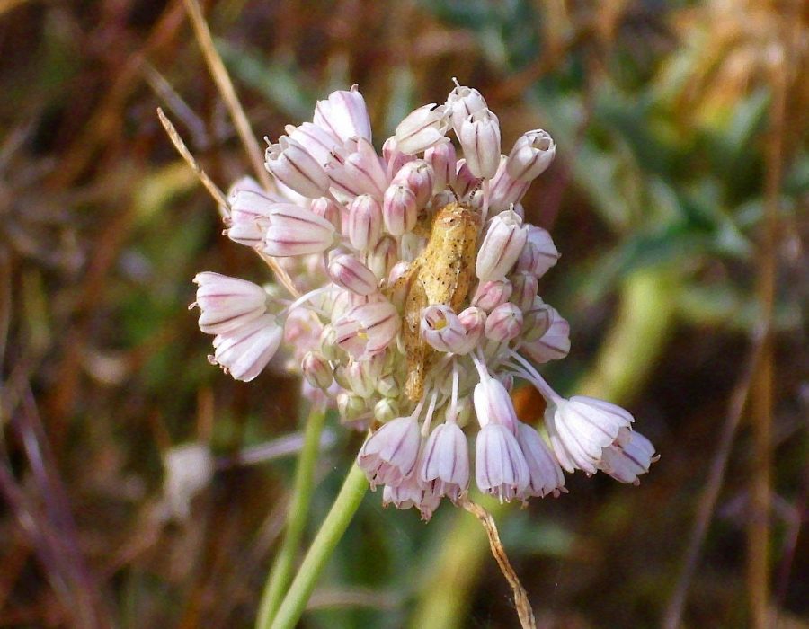 Allium paniculatum | Aglio a pannocchia – Catalogo piante