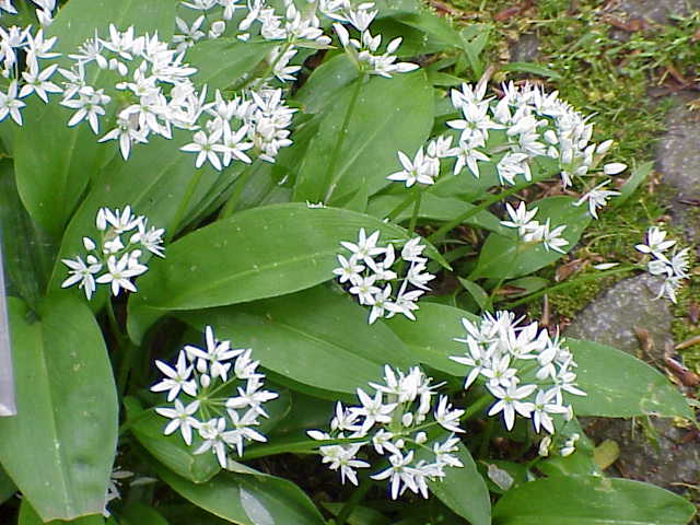 Allium ursinum(Allio orsino)