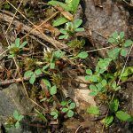 Trifolium Scabrum